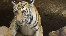 experience encounters asia