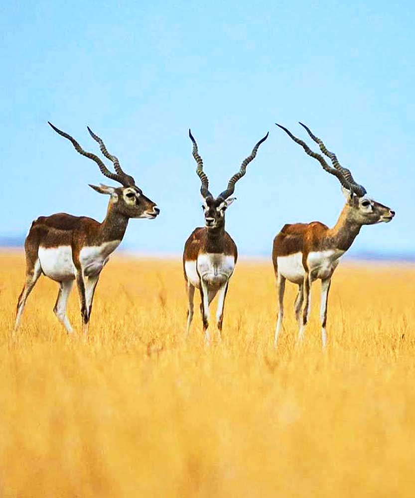 Blackbuck-Lodge-img4