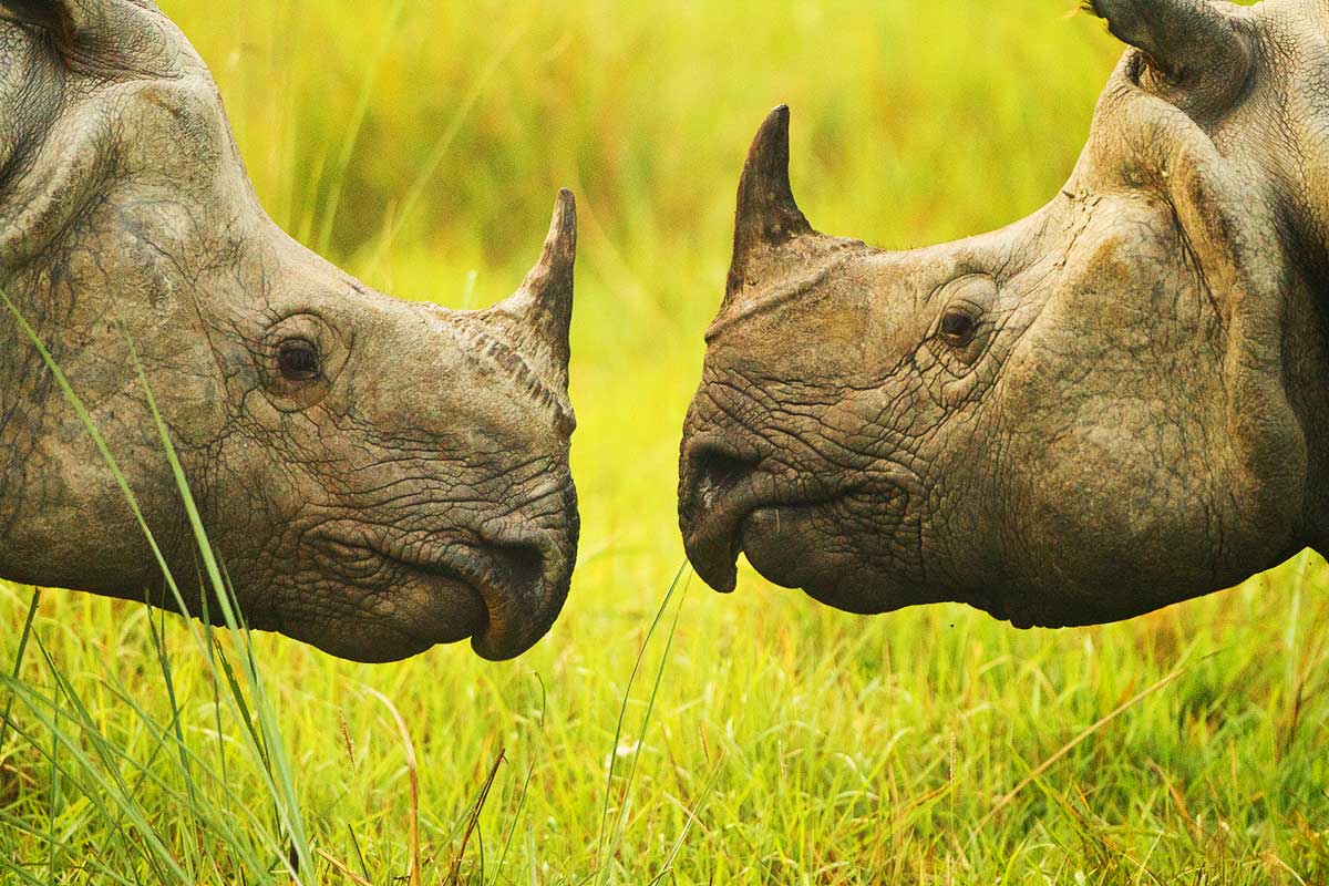One Horned Rhinoceros